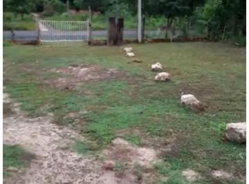 Rural de 2 quartos, José de Freitas · Sitio Povoado Morada Nova Prox a antiga Fabrica Siri
