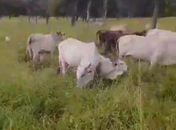Rural , Formosa · EXCELENTE FAZENDA PRODUTIVA DE ALTO PADRÃO – OPORTUNIDADE ÚNICA!