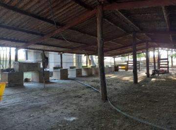 Rural , Luziânia · FAZENDA DE ALTO POTENCIAL – OPORTUNIDADE ÚNICA LIUZIANIA 