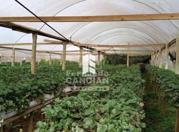 Rural · 1ha · 3 Quartos · 1 Vaga · Rurais à venda - em Santa Rosa