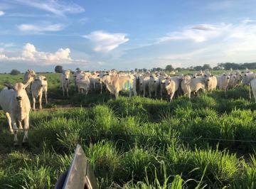 Rural · 1515m² · Fazenda á Venda em - MT