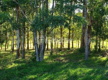 Sítio Camila 3.jpg · Fazenda / Sítio / Chácara, 96000 m², em Centro