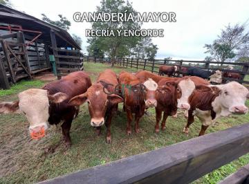 Rural · 53ha · Fazenda agronegócio de 53,4 ha, multiprodutiva no Paraguai