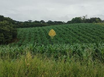 Rural · 25110m² · 1 Quarto · Chácara à venda, 25.110 m2 por R  1.374.000,00 - Cachoeira - São José dos Pinhais PR