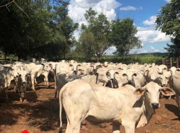 Foto 01 · Fazenda, Centro, Balsas, MA