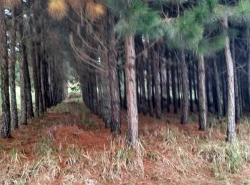 Foto 01 · Oportunidade Única: Fazenda de Pinus e Indústria de Resina à Venda em Itapeva/SP - 1.000 Alqueires -