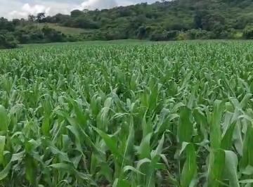 Rural , Monte Santo de Minas · Propriedade ótima para café ,abacate 