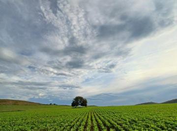 Rural , Paracatu · Fazenda a venda em Paracatu - MG - 1.140 HA - CAFÉ-SOJA-PECUÁRIA