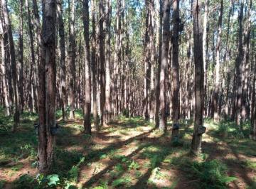 Foto 01 · *FLORESTA DE PINUS EM CAPÃO BONITO-SP*   - Área total de 6 Alqueires   * 22 Mil Pés de Pinus   * Ida