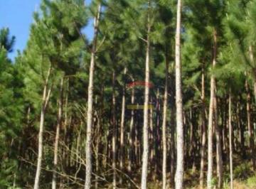 Rural · 26000m² · 3 Quartos · Chácara á venda em Araçoiaba/SP- 26.000m² - reflorestamento de Pinheiro (Pimus Eliotis) e Eucaliptos