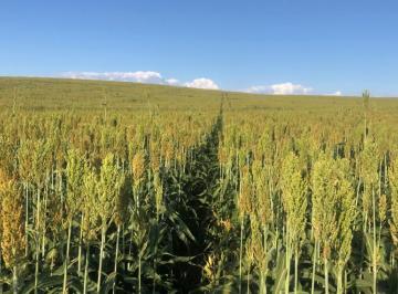 20230422175819521247.jpg · Fazenda para Venda em Mineiros, Centro
