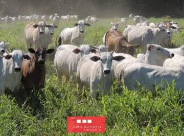 202411221456086696.jpeg · Fazenda para Venda em Aquidauana
