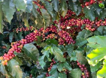 202411221512304888.jpg · Fazenda para Venda em Unaí