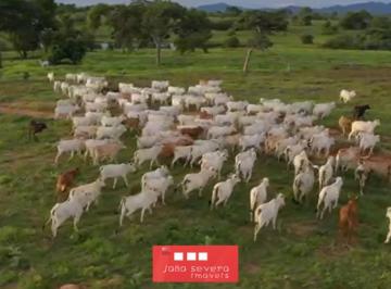 202412171555147128.png · Fazenda para Venda em Arraias