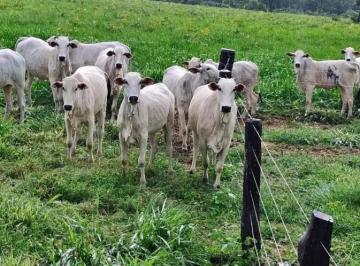 202504161438335554.jpeg · Fazenda para Venda em Torixoréu