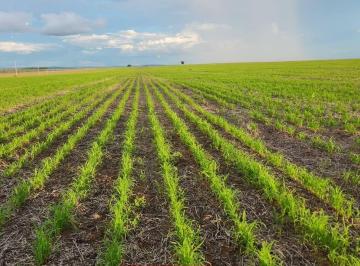 202510031831429460.jpg · Fazenda para Venda em Ribeirão Cascalheira