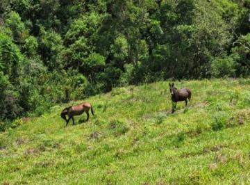 Terreno · 133100m² · Terreno à venda- ESTRADA CUNHA X PARATY - Cunha/SP
