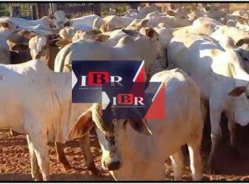 5a765e9bb593278aef738a57e7fb9354bab08300 · Fazenda em General - Carneiro - MT