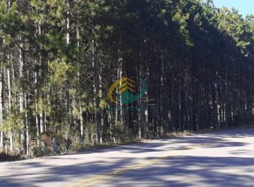 Terreno · 10000m² · Terreno em Rancho Queimado com aproximados 13 mil Pés de Pinus com 25 anos - 104 Metros de Frente