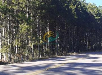 Terreno · 10000m² · Terreno em Rancho Queimado com aproximados 13 mil Pés de Pinus com 25 anos - 104 Metros de Frente