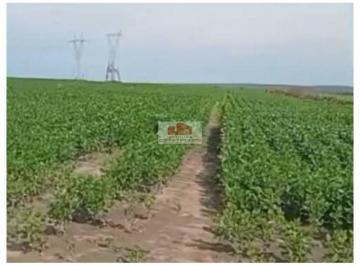 b5d7699c6ba770eba1791dbfeaf924b8.jpg · Fazenda com 2.400 hectares, dupla aptidão, com 700 hectares em plantio de soja