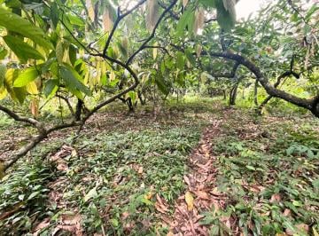 Rural , Ilhéus · FAZENDA MARANATA165 ha - ILHÉUS x ITAJUIPE