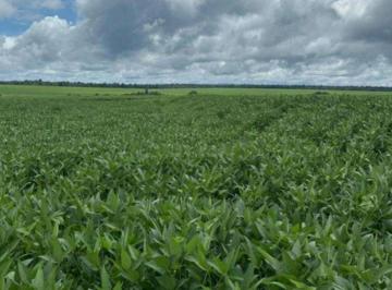 Rural · 56060000m² · FAZENDA A VENDA PARA INVESTIDORES REGIÃO DE GAÚCHA DO NORTE-MT!!!