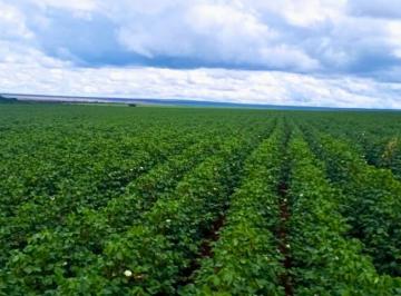 Rural , Campo Verde · O soja na região nobre do MT
