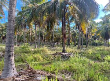 Rural , Piaçabuçu · SITIO DE CÔCO. 09 HECTARES. PONTAL DO PEBA -ALAGOAS