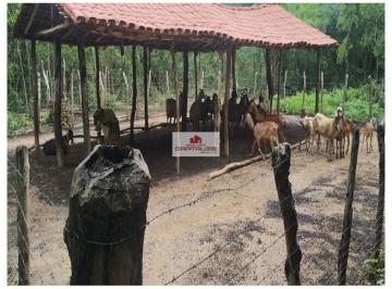 6c78c919b0ce44a3fbec1fc2a4121730.jpg · Fazenda com 143 hectares, terra bruta, dupla aptidão, distante 39km da área urbana