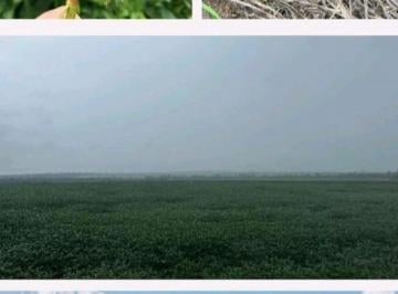 Rural · 56060000m² · FAZENDA A VENDA PARA INVESTIDORES REGIÃO DE GAÚCHA DO NORTE-MT!!!