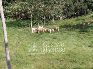 Foto 02 · Fazenda - Dorandia