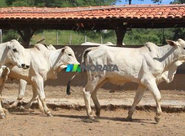 7787_i7B9p983vR5rc5X_778767b7204502a80.jpg · Imoveis - na Zona Rural