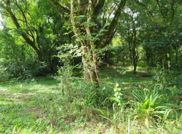 683057_i1J97M3im6_68305767b71baf71c33.jpg · Área de terra na linha Pirajá em Nova Petrópolis