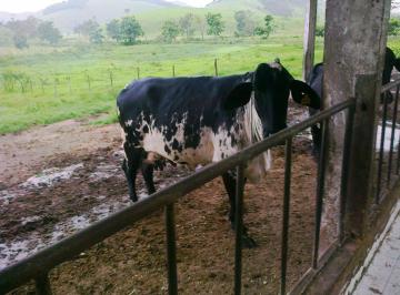 Rural , Cachoeiras de Macacu · Fazenda estruturada para pecuária leiteira, confira! Fa031