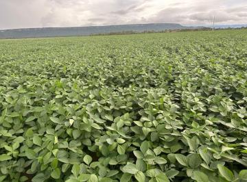 Rural de 4 quartos, Nova Lacerda · VENDO FAZENDA COM 9600 HECTARES COM 03 SAFRA POR ANO - AC PARCELAR!