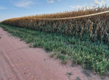 Rural de 4 quartos, Urucuia · VENDO BELÍSSIMA FAZENDA EM URUCUIA MINAS GERAIS-FAZENDA COM 214 HECTARES ESCRIT!