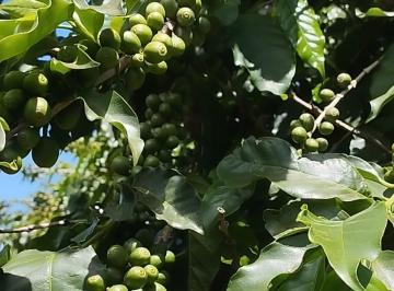 Rural , Ibiraci · Sitio de café