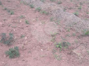 Terreno · 35000m² · Área de Terra à venda em Loteamento Pinheirinho - SP