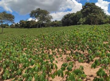 Foto 01 · TERRENO 30.000m² C/ ROÇA DE MANDIOCA PLANTADA À VENDA EM PIRACEMA/MG