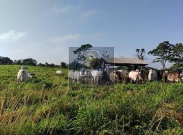 Rural · 610000m² · 3 Quartos · Fazenda em Centro  -  São Lourenço da Serra