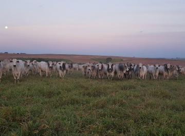 ce659370da14325e866e57b6f7402fd231794002 · Fazenda à venda, 49464800 m² por R$ 512.999.999,99 - Centro - Pompéia/SP