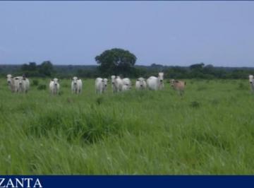 Rural de 2 quartos, Goiás · Mega Fazenda de 29.199 HA: Infraestrutura e Potencial Agrícola em Goiás