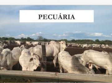Rural de 10 quartos, Muquém de São Francisco · Mega Fazenda na Bahia: Pecuária, Lavoura, Piscicultura, Frigoríficos e Mais