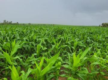 20230417135202807763.png · Fazenda para Venda em Santa Maria do Tocantins, ÁREA RURAL
