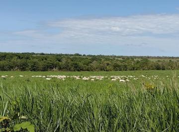 20230104181008559690.jpg · Fazenda para Venda em Guaraí, ÁREA RURAL