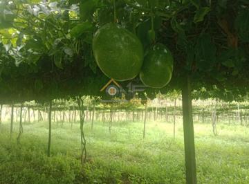 Foto 08 · Sitio, Abaitinga, São Miguel Arcanjo, SP