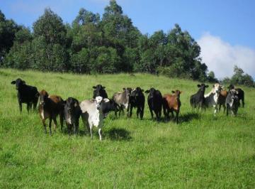 iV8Bhf_545ffcd89327d44_o.jpg · Fazenda / Sítios / Chácaras com 2 quartos à venda em Pimenta, no bairro Zona Rural