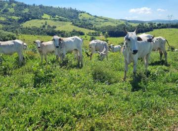 0c6507f573f597dc12eec753848d75ad.jpeg · Fazenda / Sítios / Chácaras à venda em Jacutinga, no bairro Zona Rural