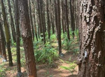 Foto 01 · SÍTIO COM PINUS A VENDA NA REGIÃO DE CAPÃO BONITO-SP ??   Área Total de 8 Alqueires  5 Alqueires em 